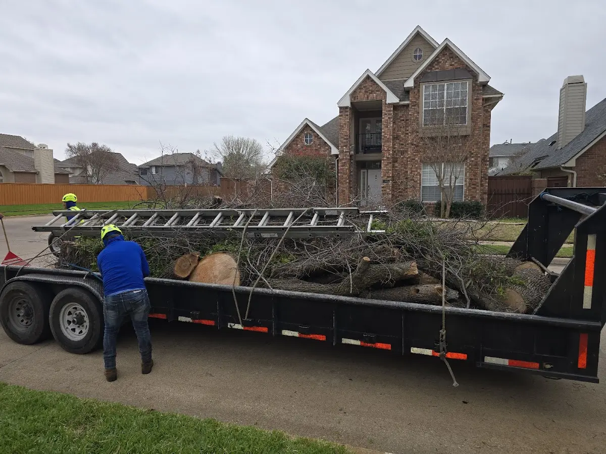 Expert Tree Removal with proper safety equipment in Cotopaxi